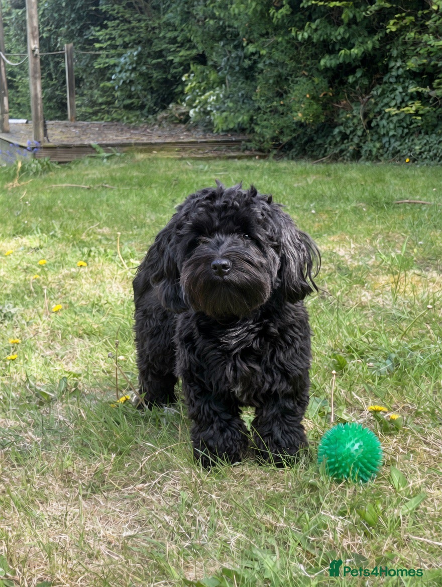 Havanese dogs Beautiful Bertie Available for Stud - Advert 2