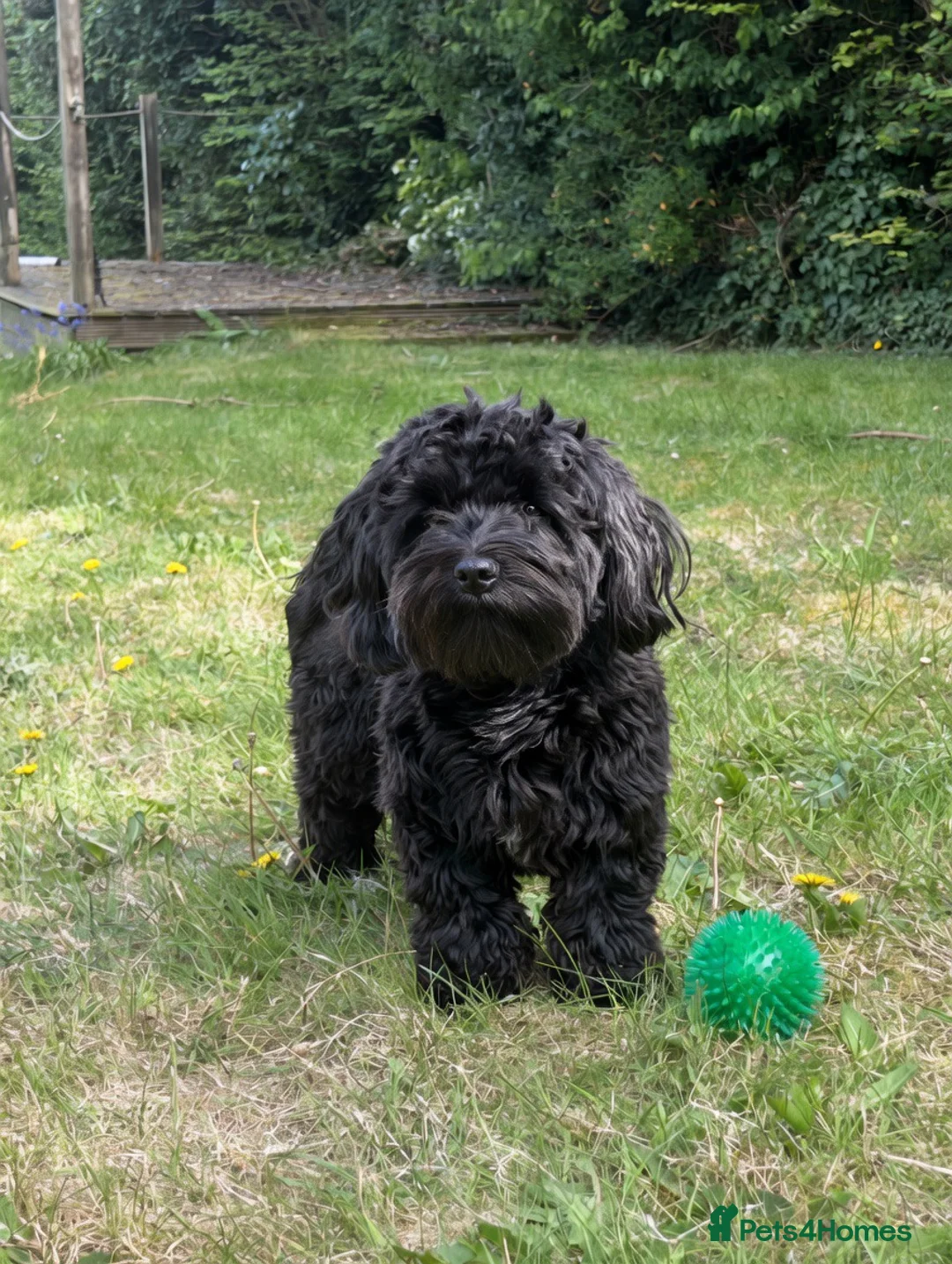 Havanese dogs for stud: Beautiful Bertie Available for Stud - Advert 2