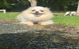 Pomeranian dogs for sale: Gorgeous KCreg female Pomeranian  - Image 6