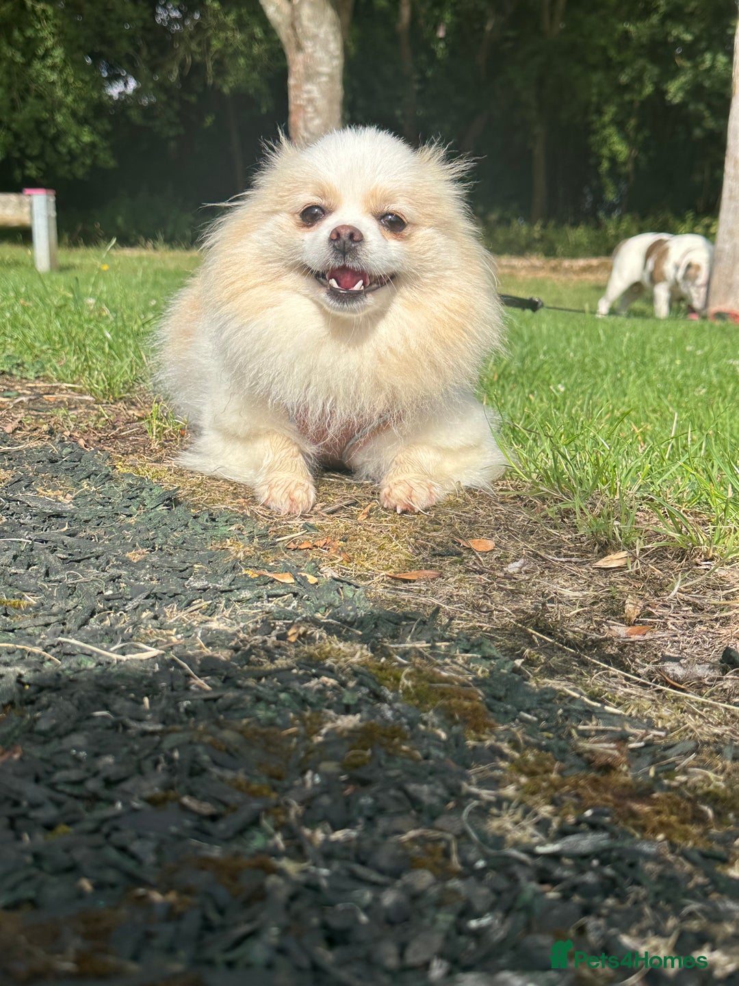 Pomeranian dogs for sale: Gorgeous KCreg female Pomeranian  - Image 6