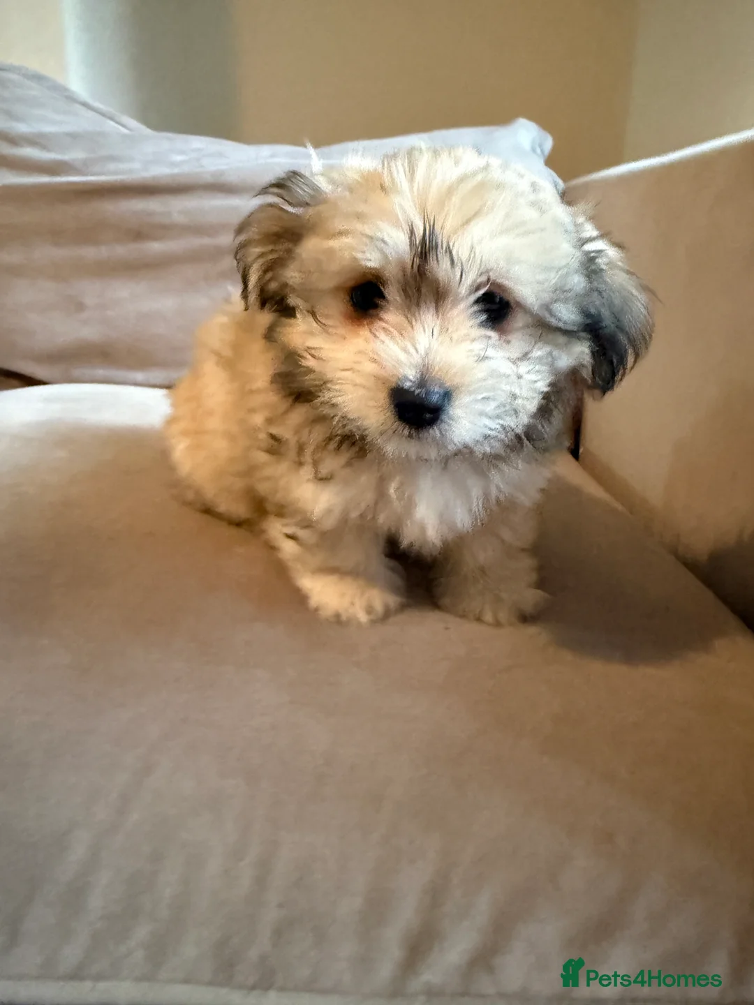 Mixed Breed dogs for sale: Ready to go! Unique mix - Maltese x JackChi Pups - Advert 20