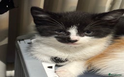 Mixed Breed cats for sale: 2 black and white kittens - Image 2