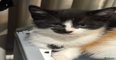 Mixed Breed cats - Advert 10