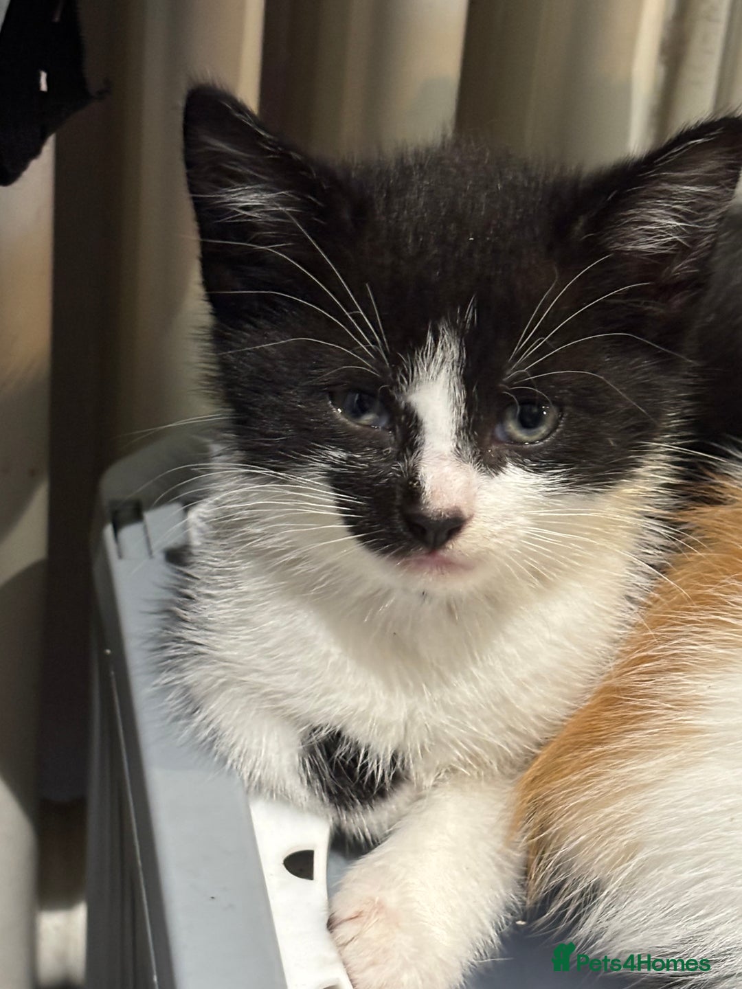 Mixed Breed cats for sale: 2 black and white kittens - Image 2