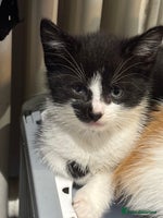 Mixed Breed cats - Advert 10