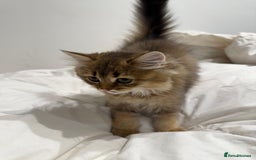 British Longhair cats for sale: Beautiful British Longhair Kittens  - Image 4