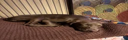 Mixed Breed dogs for sale: Luna lurcher/shorthair German pointer in Alloa - Advert 10