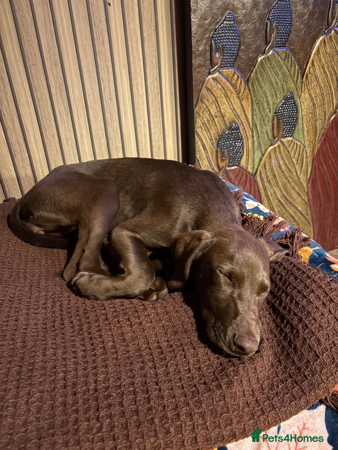 Mixed Breed dogs for sale: Luna lurcher/shorthair German pointer in Alloa - Advert 10