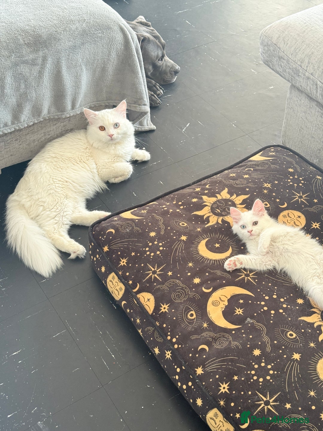 Persian cats for sale: Fluffy indoor kittens-Persian&Main Coon cross  - Image 11