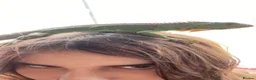 Iguana reptiles for sale: Green iguana 11 months old plus set up - Advert 23