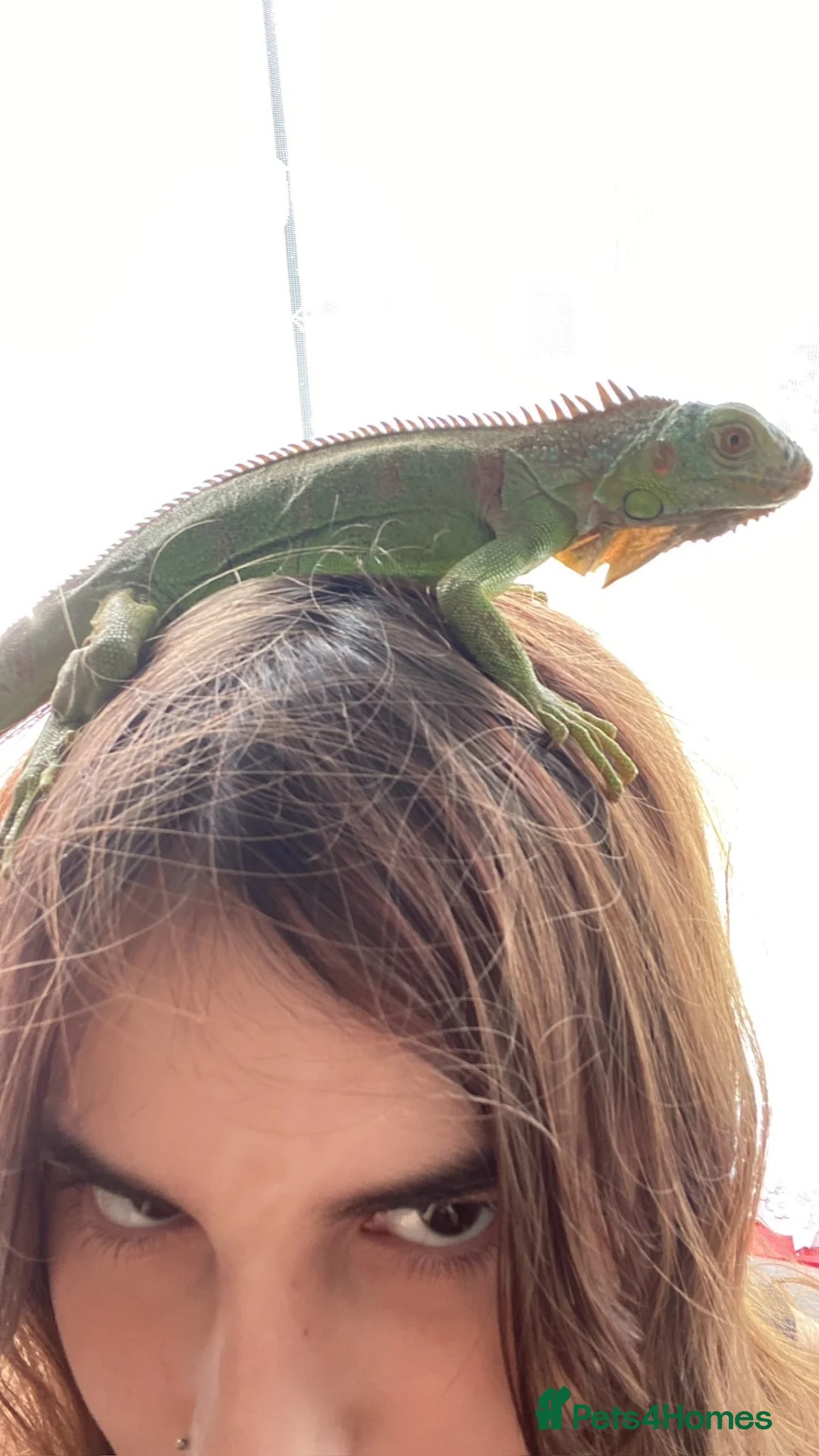 Iguana reptiles for sale: Green iguana 11 months old plus set up - Advert 23