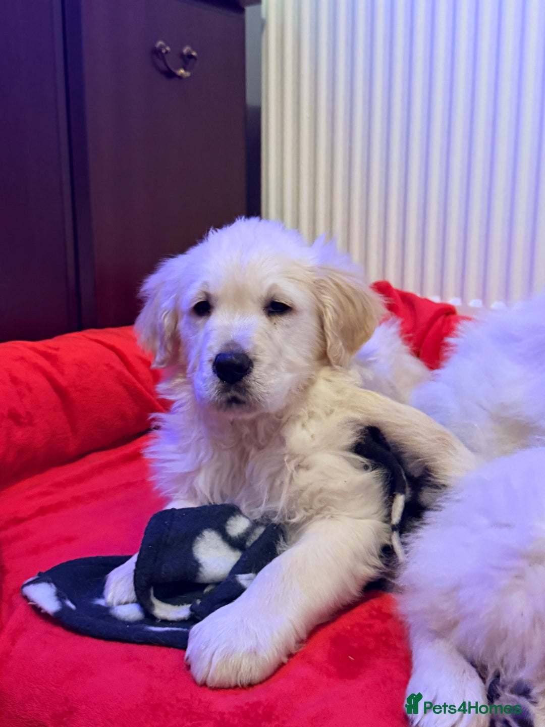 Golden Retriever dogs for sale: Fluffy Bears ready to go. Xx - Advert 8