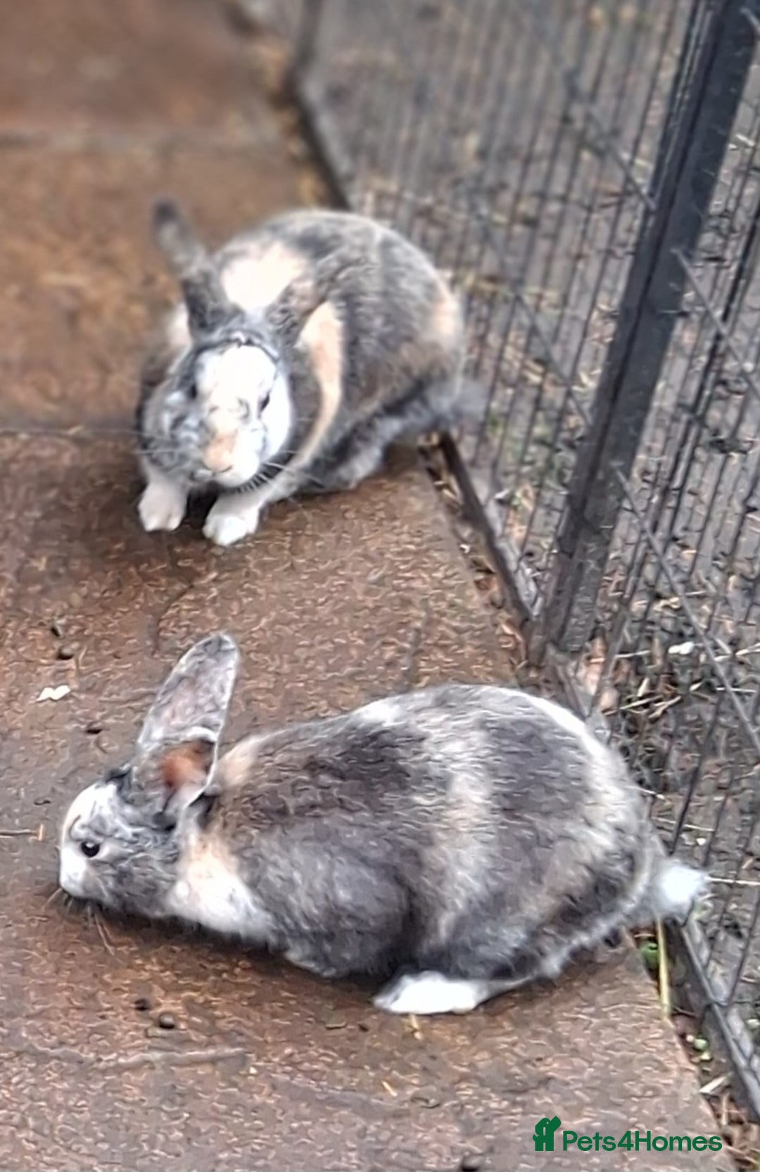 Mixed Breed rabbits for sale: Super cute rex x lop bunnies - Advert 6