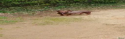 Dachshund dogs for sale: Dachshund puppies ready for new home  - Advert 23