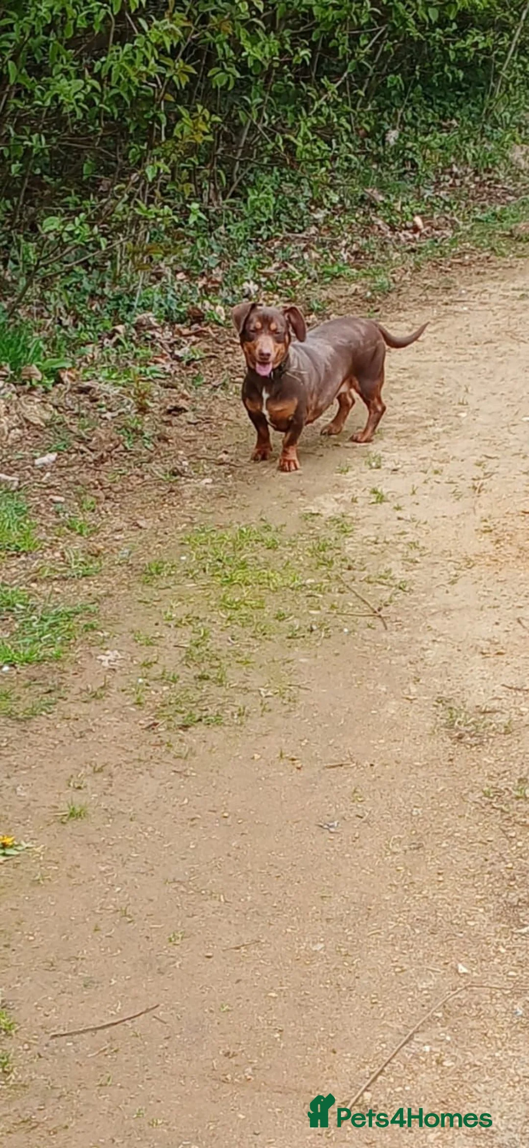 Dachshund dogs for sale: Dachshund puppies ready for new home  - Advert 23
