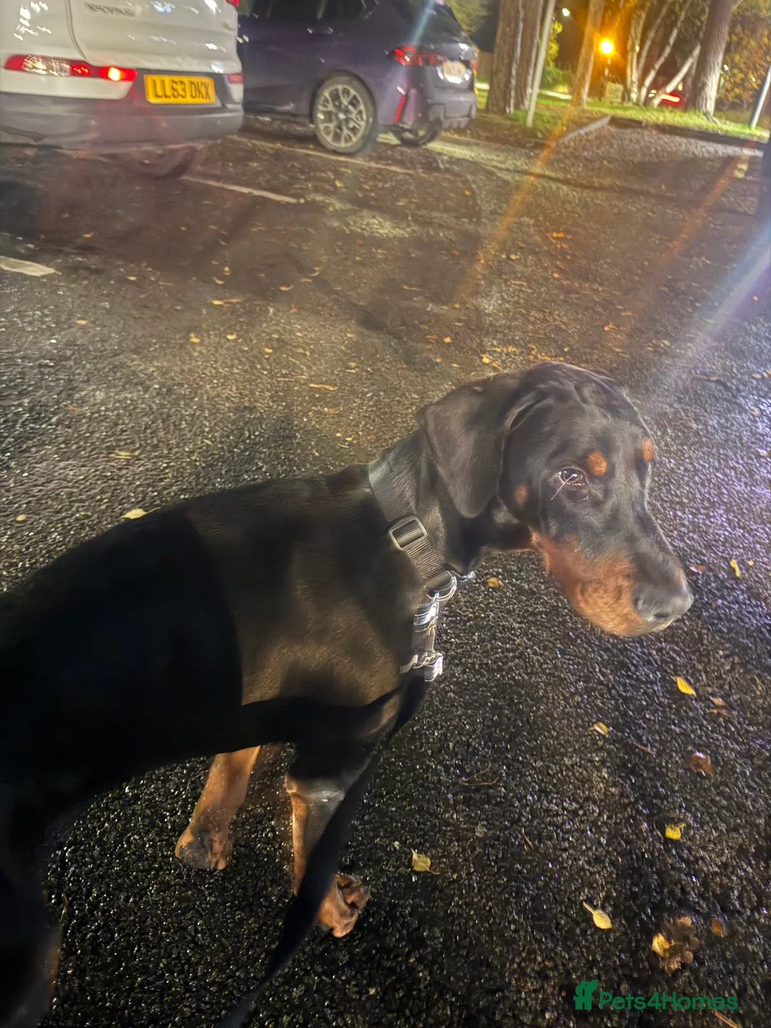 Dobermann dogs for sale: 8 Month Old Doberman - Advert 7
