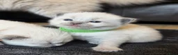 Ragdoll cats for sale: 5 Ragdoll kittens - Advert 29