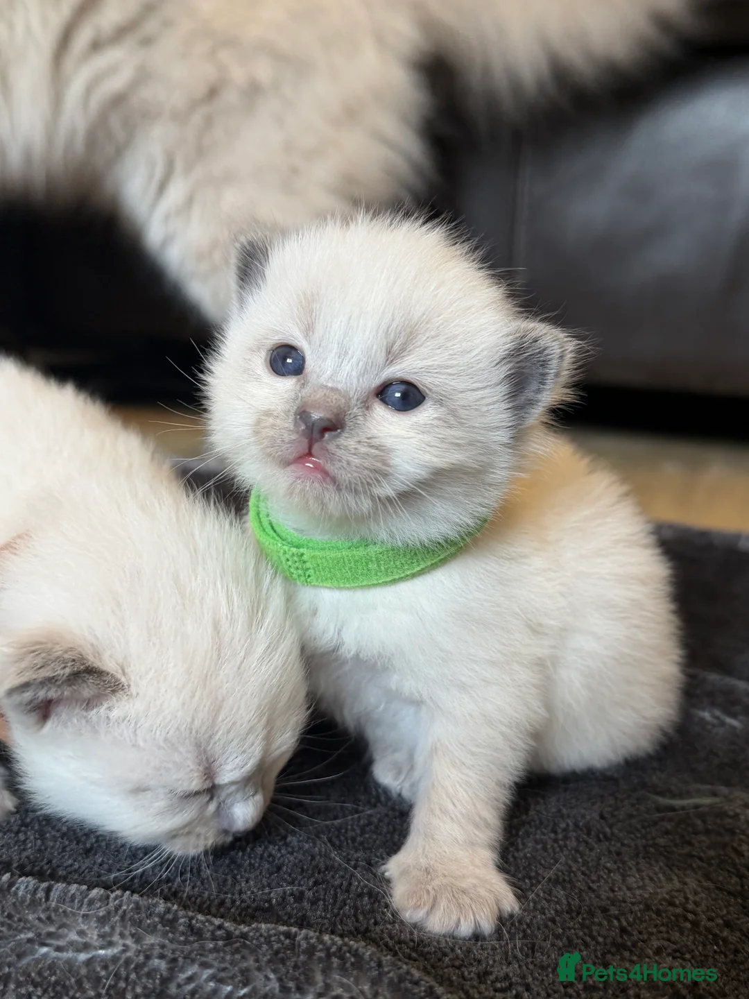 Ragdoll cats for sale: 5 Ragdoll kittens - Advert 29
