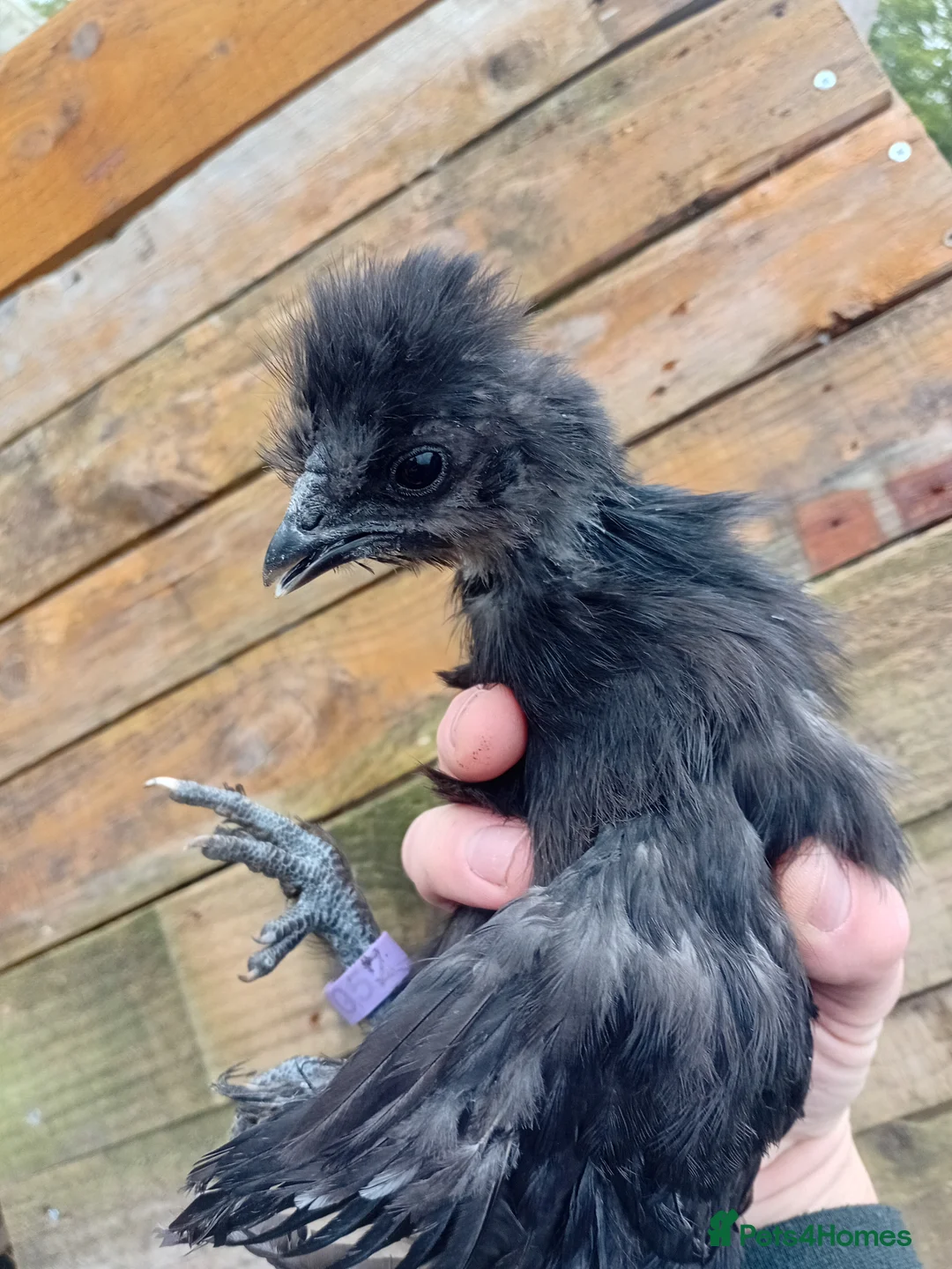Chickens poultry for sale: Unsexed Silkie Chicks (11 left) - Advert 1