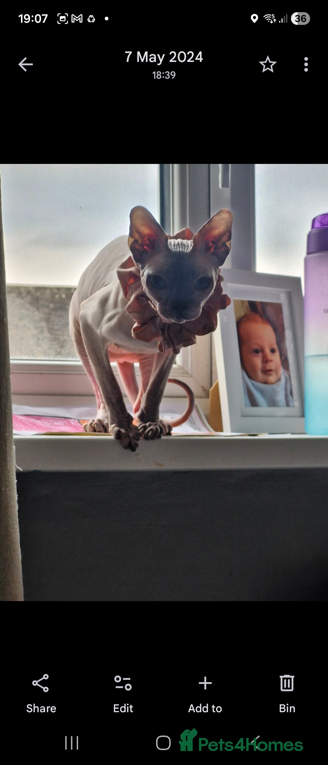Sphynx cats for sale: 2 year old female seal point  - Advert 7