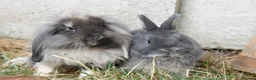 Netherland Dwarf rabbits for sale: ⭐️ Baby rabbits looking for new home ⭐️ - Advert 25