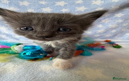 Ragdoll cats for sale: Stunning Ragdoll kittens super affectionate  - Image 15