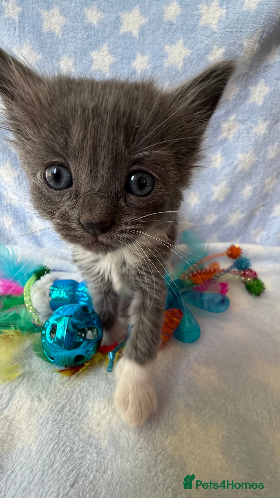 Ragdoll cats for sale: Stunning Ragdoll kittens super affectionate  - Image 15