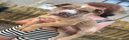 Mixed Breed dogs for sale: North American mastiff X boerboel  - Advert 4