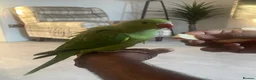 Ringnecks birds for sale: Indian Ringneck  - Advert 6