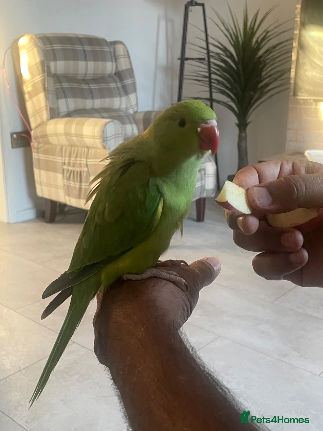 Ringnecks birds for sale: Indian Ringneck  - Advert 6