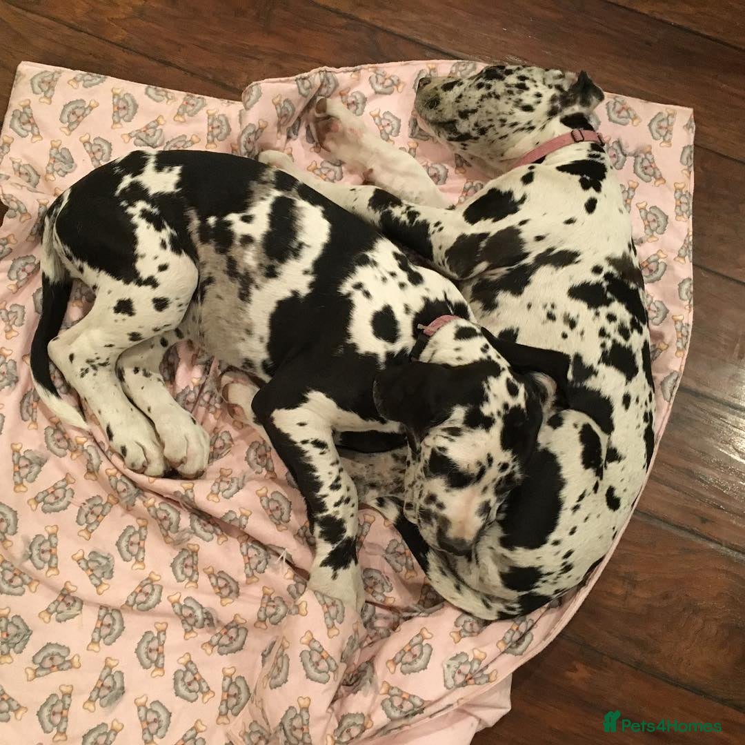 Great Dane dogs for sale: Re-home our 7 week old Great Dane Pups - Image 3