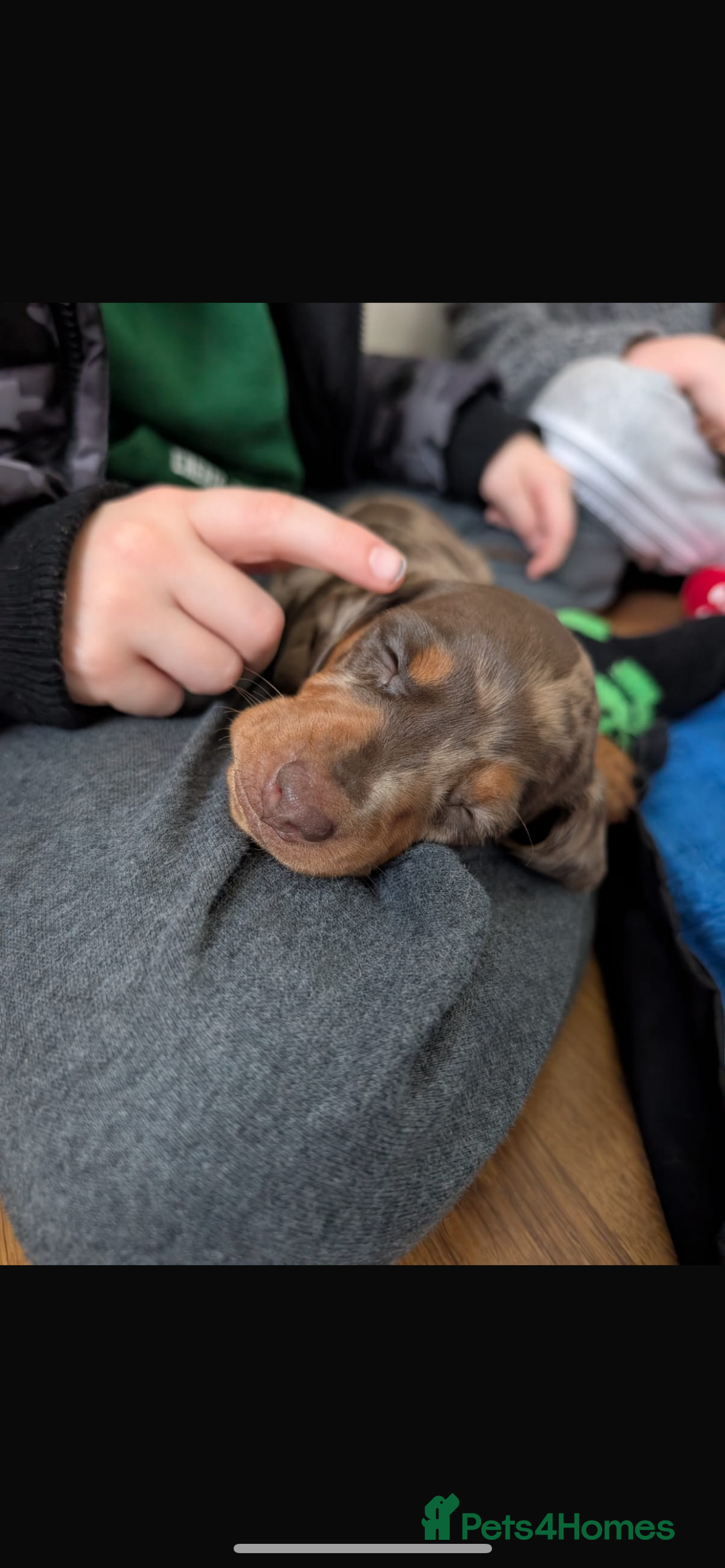 Miniature Dachshund dogs for sale: Miniature dachshund puppies - Advert 4