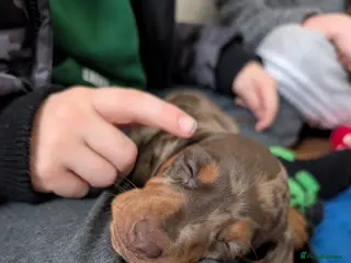 Miniature Dachshund dogs Miniature dachshund puppies - Advert 4