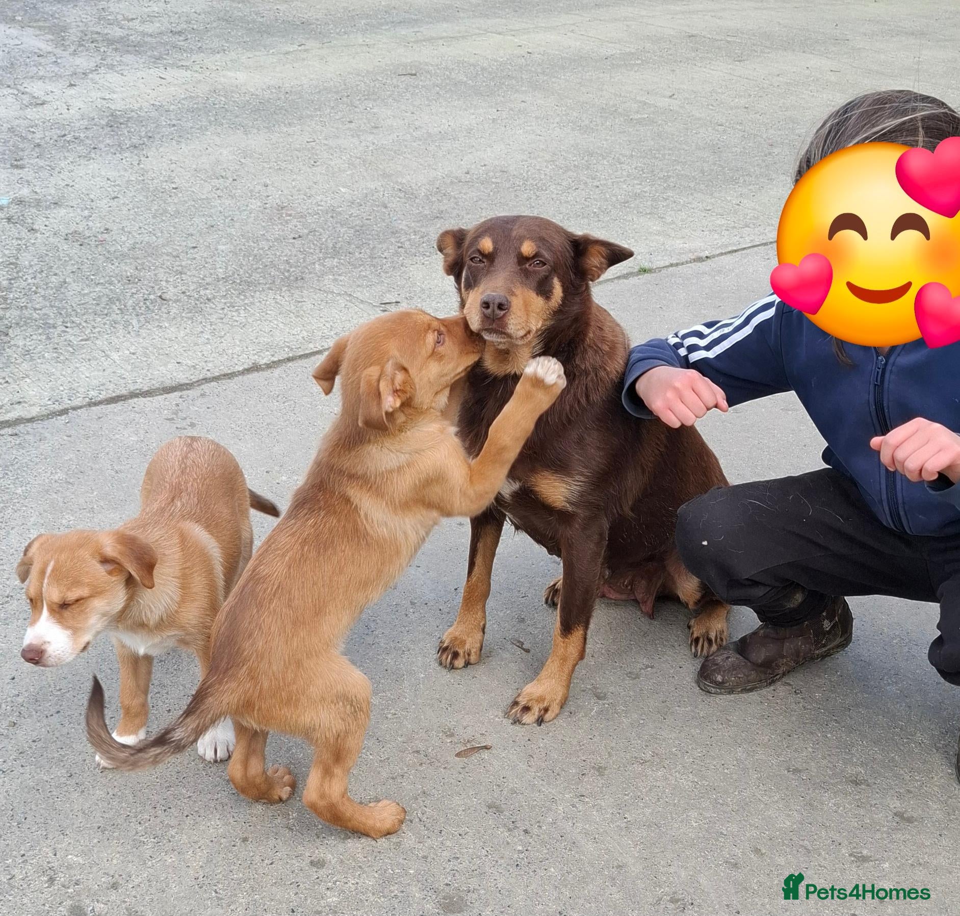 Mixed Breed dogs Kelpie x Collie puppies - Advert 5