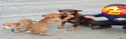 Mixed Breed dogs for sale: Kelpie x Collie puppies - Advert 1