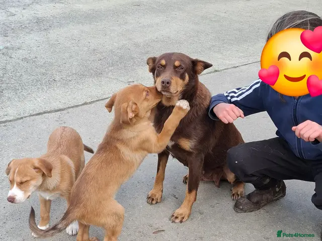 Mixed Breed dogs for sale: Kelpie x Collie puppies - Advert 12