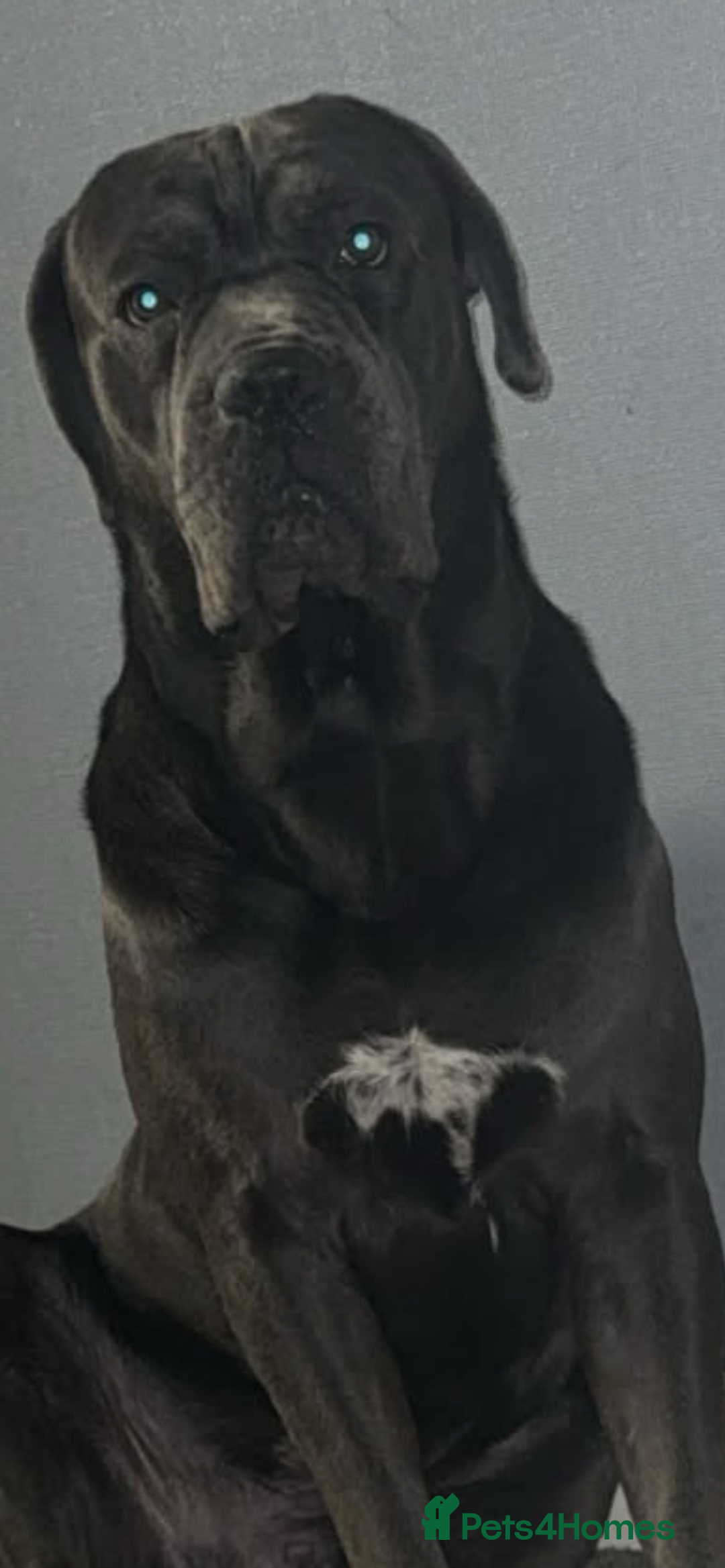 Mixed Breed dogs for sale: Cane corso X Staffordshire terrier puppies 🔥🩸 - Advert 11