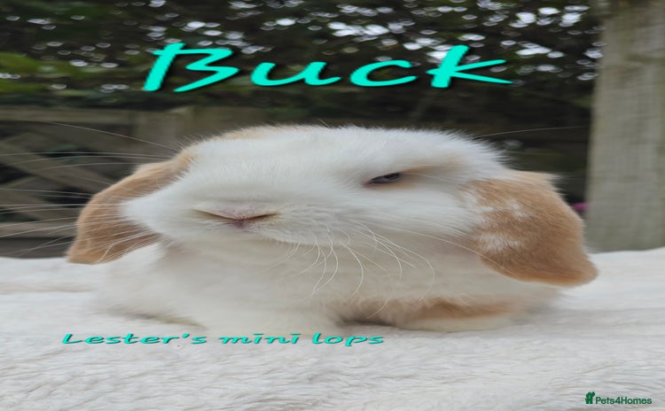 Mini Lop rabbits - Advert 4