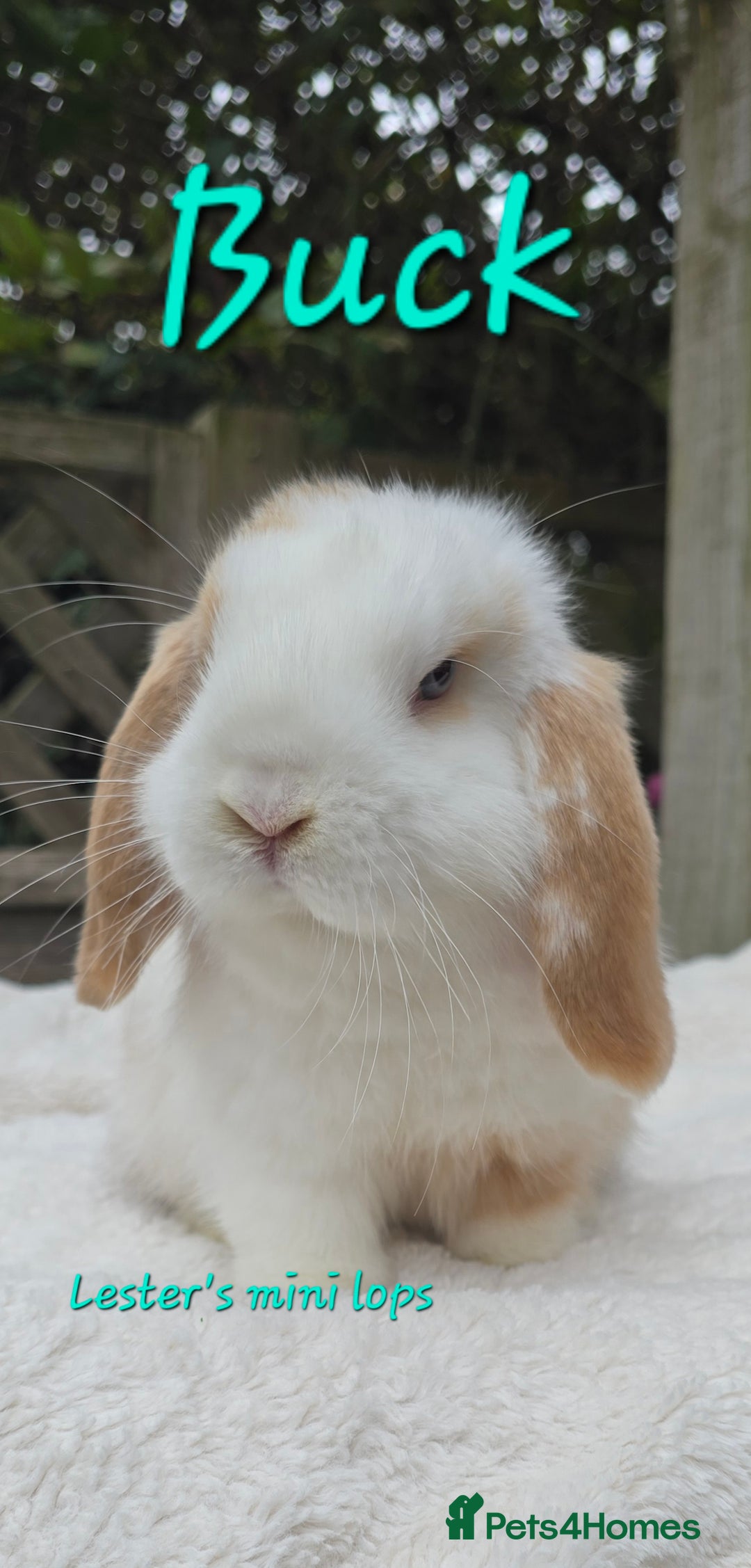 Mini Lop rabbits for sale: Beautiful mini lops boys and girls - Image 1