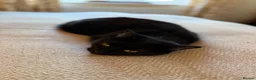 Mixed Breed cats for sale: Skyla - small black cat (5.5 years old) in Abergavenny - Advert 3