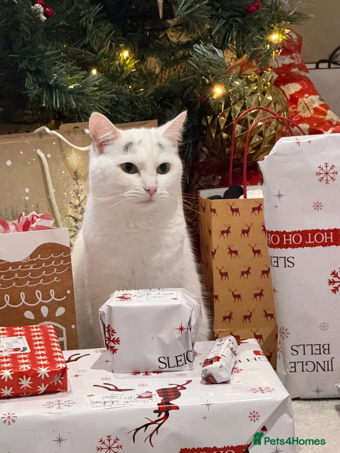 Mixed Breed cats for sale: 2 x mixed breed cats for rehome - Advert 3