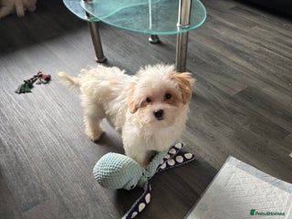 Maltipoo dogs - Advert 1