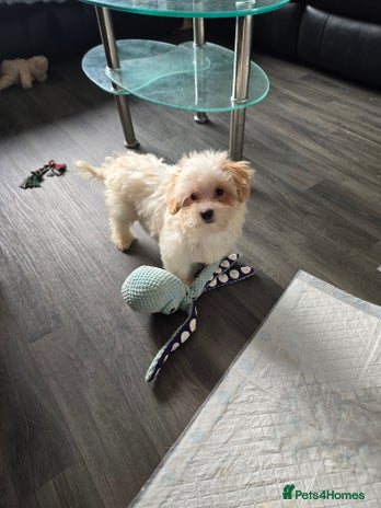 Maltipoo dogs - Advert 1