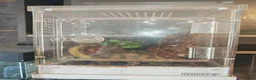 Tarantulas invertebrates for sale: tarantulas, Scorpions, Geckos,bugs and snails. - Advert 32