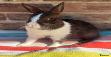 Netherland Dwarf rabbits - Advert 3