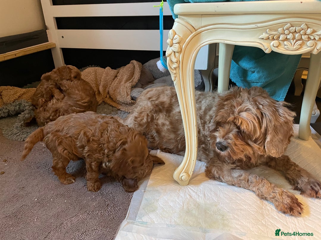 Cavapoo dogs for sale: F1b Cavapoooo  - Advert 33