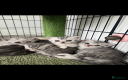 British Shorthair cats for sale: Beautiful BSH silver and gold tabby kittens ❤️ - Image 2