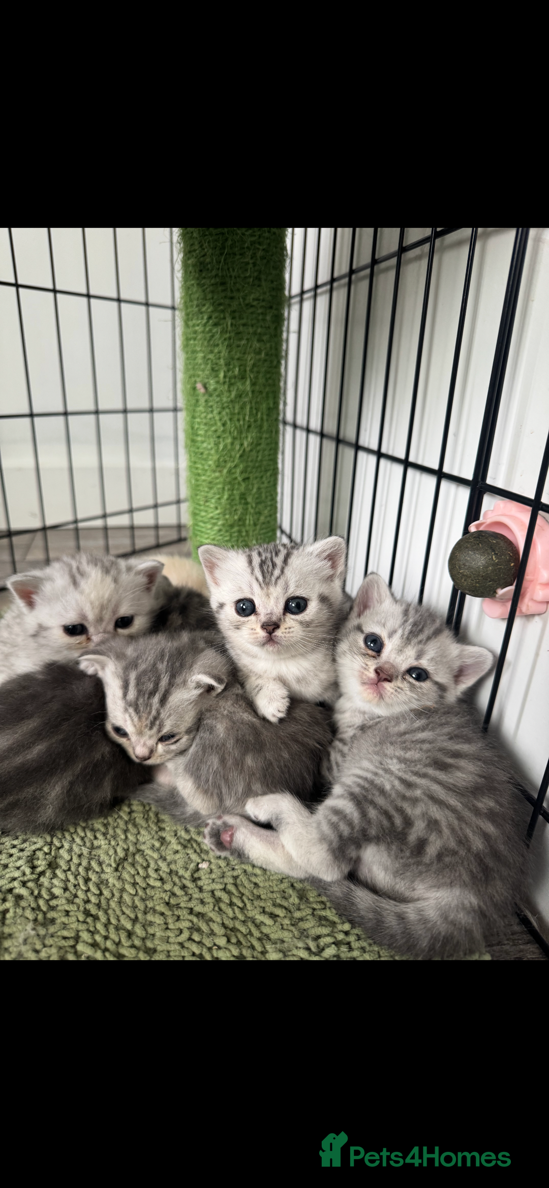 British Shorthair cats for sale: Beautiful BSH silver and gold tabby kittens ❤️ - Image 2