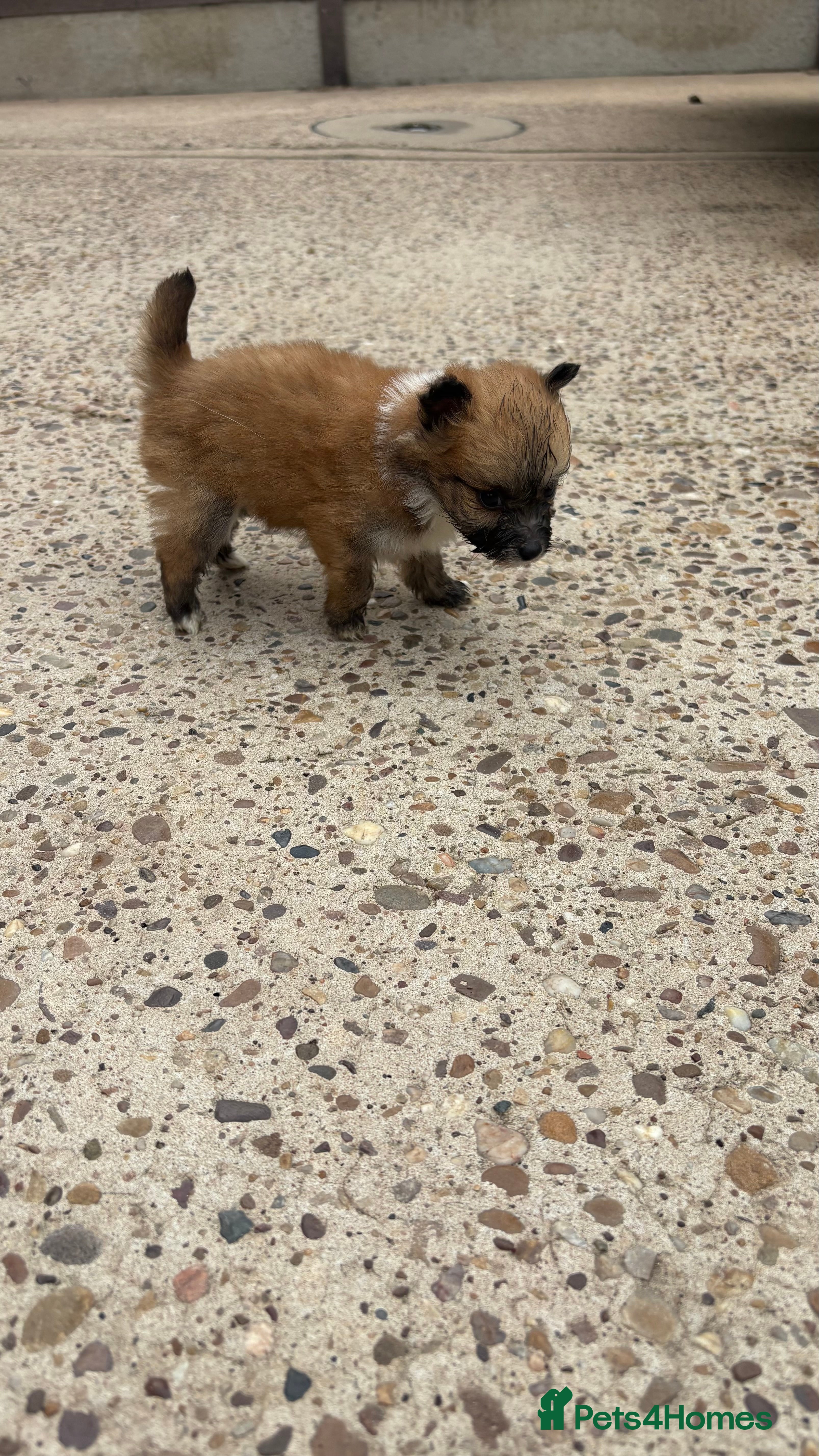 Mixed Breed dogs for sale: PomeranianX yorkshire terrier in Gainsborough - Advert 5