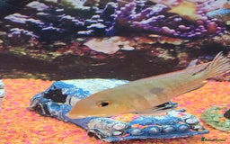 Tetras fish for sale: Diff fish for sale - Image 4